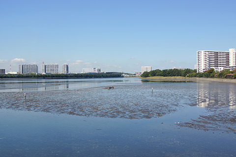 谷津干潟