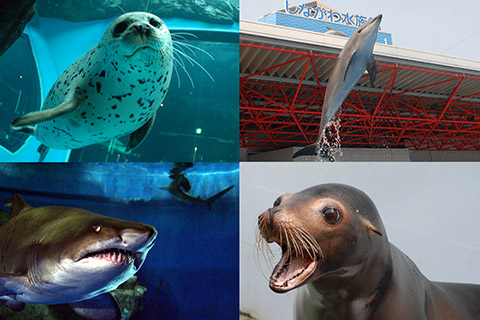 しながわ水族館