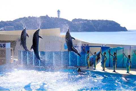 新江ノ島水族館