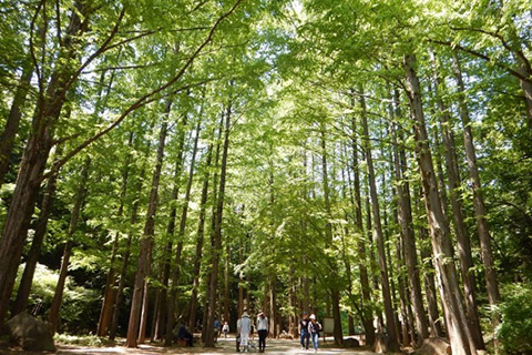 生田緑地公園