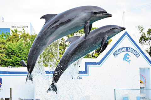 しながわ水族館