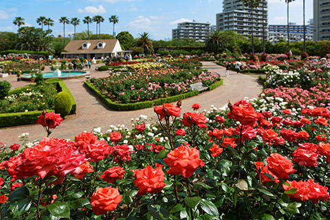 谷津バラ園